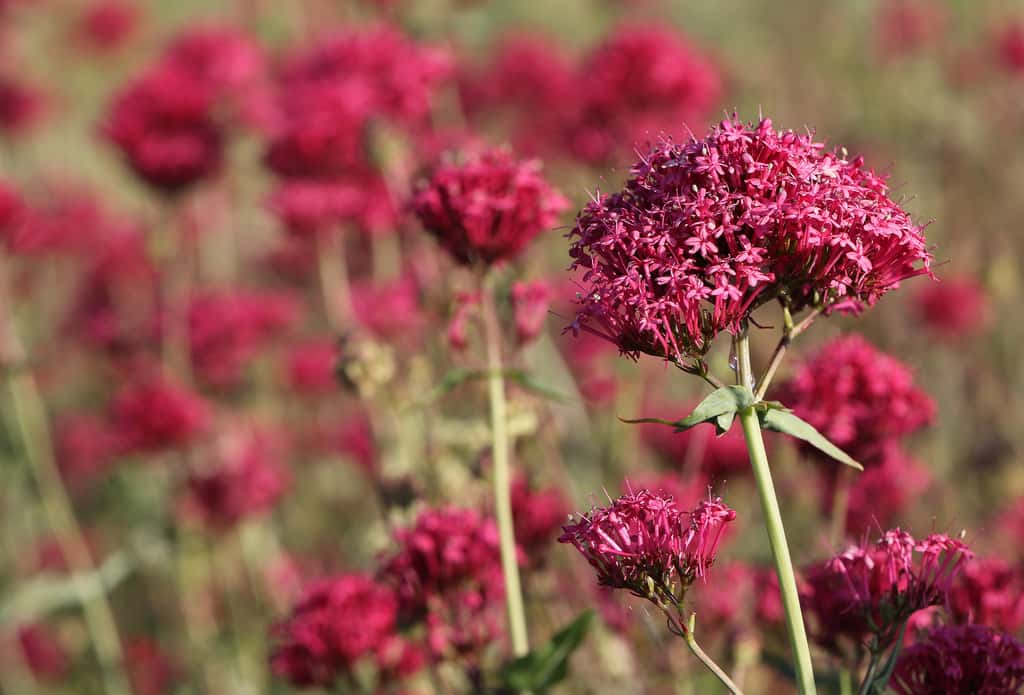 La valériane des jardins (<i>Centranthus ruber</i>). © Ingeborg van Leeuwen, Flickr